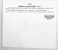 Dothidea maculaeformis image